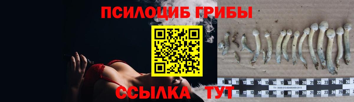 Псилоцибиновые грибы Psilocybine cubensis  Вход с VPN  Рязань  Псилоцибиновые грибы MAGIC MUSHROOMS 
